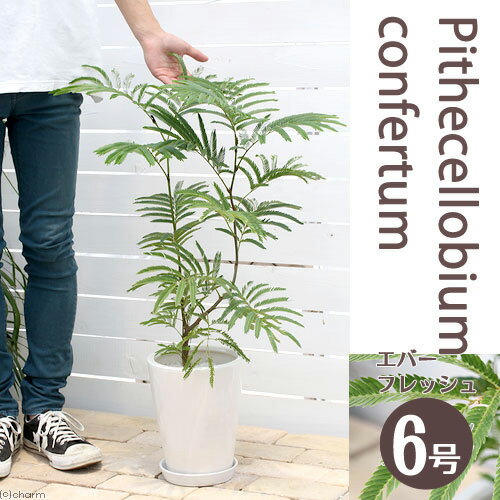 エバーフレッシュ （観葉植物）エバーフレッシュ　6号（1鉢）