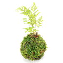 (観葉植物)苔玉 トキワシノブ Sサイズ(1個) 盆栽 コケ玉