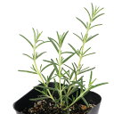 (観葉植物)ハーブ苗 ローズマリー フォーターブル— 半匍匐性 3号(1ポット) 家庭菜園