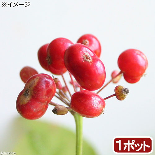 （山野草）トチバニンジン（栃葉人参）　3号（1ポット）　家庭菜園（休眠状態）