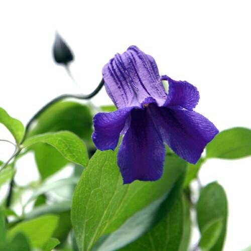 Spring Blooms - （観葉植物）クレマチス　インテグリフォリア　篭口（ロウグチ）　6号（1鉢）
