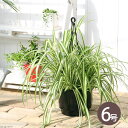 (観葉植物)オリヅルラン 吊り鉢タイプ 5~6号(1鉢)