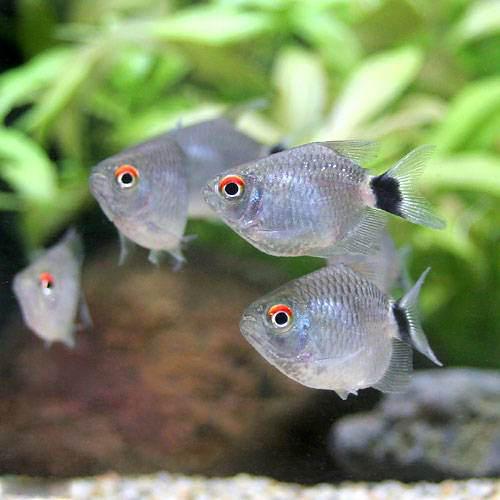 Neon Tetra - （熱帯魚）バルーン・モンクホーシャ（4匹）　北海道・九州航空便要保温