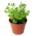 (水草)鉢植え ロタラ インディカ(水上葉)(無農薬)(1鉢)