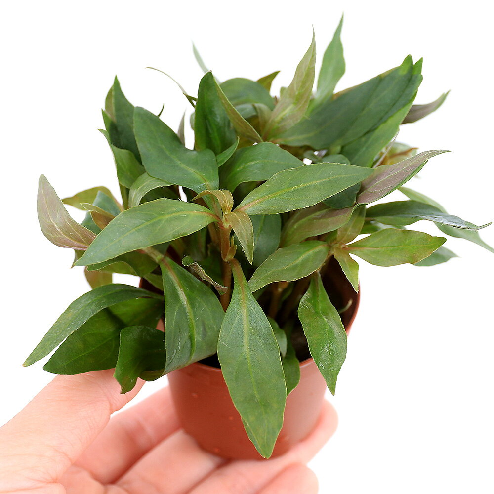 （水草）鉢植え　アルテルナンテラ　カーディナリス（水上葉）（無農薬）（1鉢）