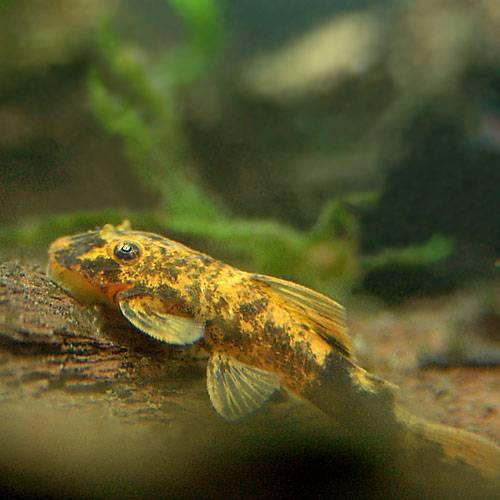 （熱帯魚）オレンジ・ブッシープレコ（1匹）　北海道・九州航空便要保温