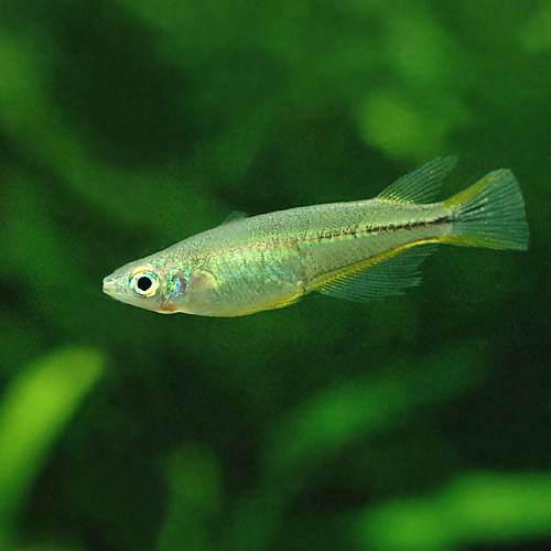 （熱帯魚）セレベス・メダカ（6匹） 北海道・九州航空便要保温