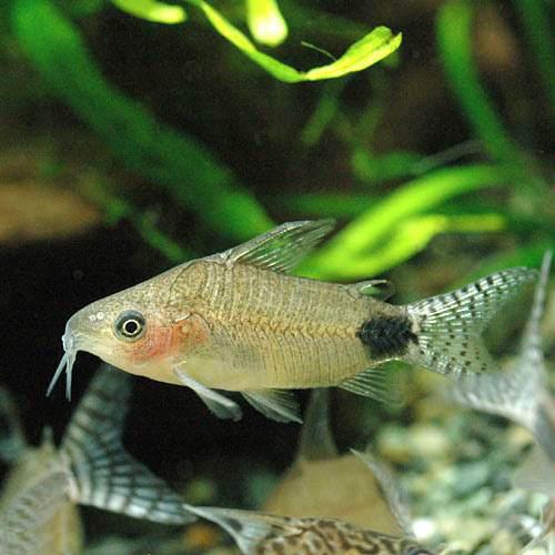 コリドラス・グァポレ北海道・九州航...