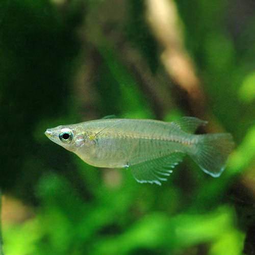 （熱帯魚）インド・メダカ（5匹） 北海道・九州航空便要保温