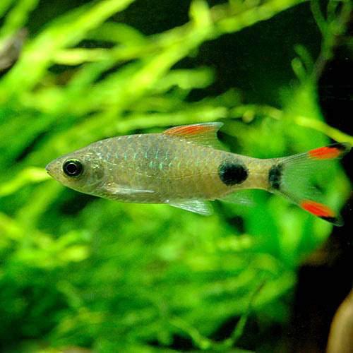 （熱帯魚）プンティウス・フィラメントサス（1匹） 北海道・九州航空便要保温