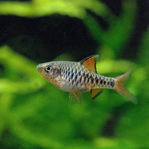 （熱帯魚）チェッカー・バルブ（4匹）　北海道・九州航空便要保温