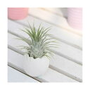 (観葉植物)癒しの風吹くたまごチビ(チランジア・イオナンタ セット) 鉢植え おしゃれ 室内 プレゼント