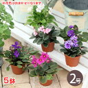(観葉植物)セントポーリア 花色おまかせ 2号(5鉢)花無し株