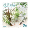 (観葉植物)エアープランツ(品種おまかせ)(5株)
