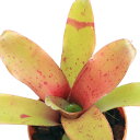 (観葉植物)ネオレゲリア ナルシス 2号(1株)タンクブロメリア