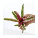 (観葉植物)ネオレゲリア ファイヤーボール 斑入り カット苗(1株)タンクブロメリア