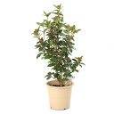 (観葉植物)ビバーナム 5号(1鉢)