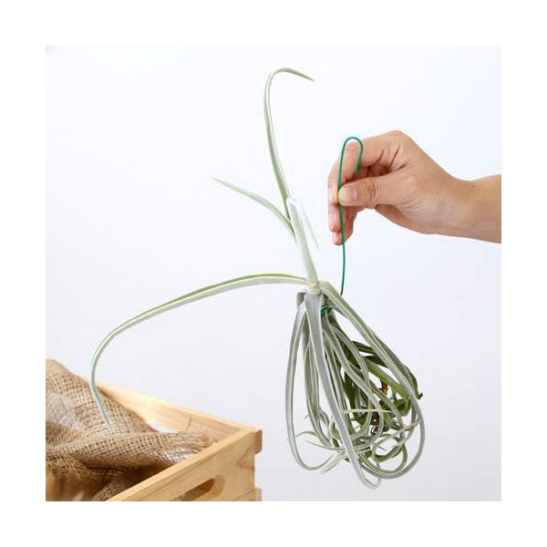 （観葉植物）エアープランツ　チランジア　ドーラティ　Mサイズ（1株）