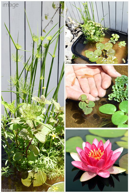 Ʊ���Բġʥӥ��ȡ��סˡʤ�����˳ѷ����饤�Υӥ��ȡ��ץ��åȡ�80�������˲�������ϡ���֡ܥҥ����¾���ܽ��͹����