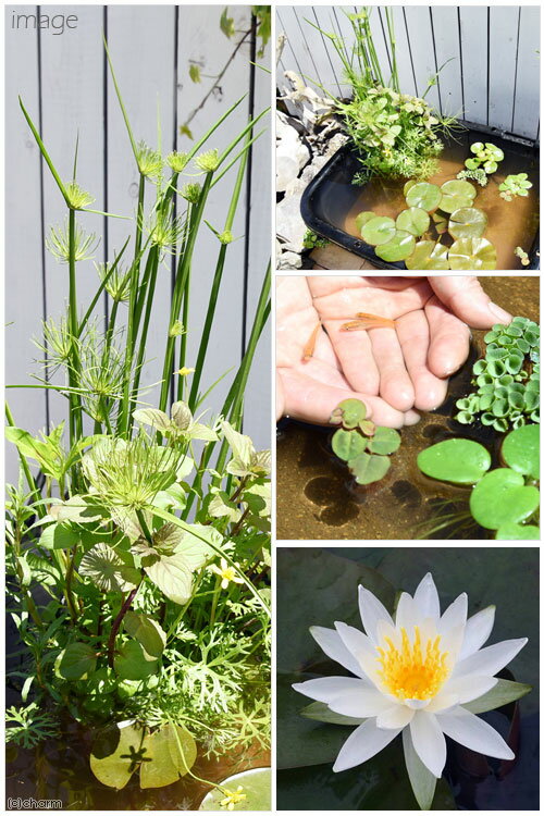 Ʊ���Բġʥӥ��ȡ��סˡʤ�����˳ѷ����饤�Υӥ��ȡ��ץ��åȡ�80�������˲�������ϡ����ܥҥ����¾���ܽ��͹����