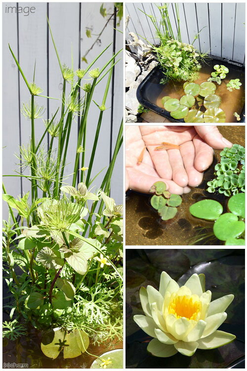 Ʊ���Բġʥӥ��ȡ��סˡʤ�����˳ѷ����饤�Υӥ��ȡ��ץ��åȡ�80�������˲�������ϡ�����ܥҥ����¾���ܽ��͹����