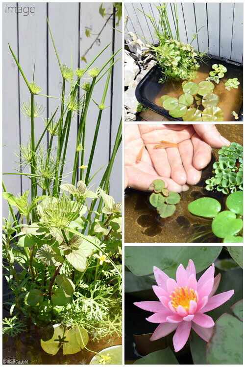 Ʊ���Բġʥӥ��ȡ��סˡʤ�����˳ѷ����饤�Υӥ��ȡ��ץ��åȡ�80�������˲�������ϡ�����ܥҥ����¾���ܽ��͹����