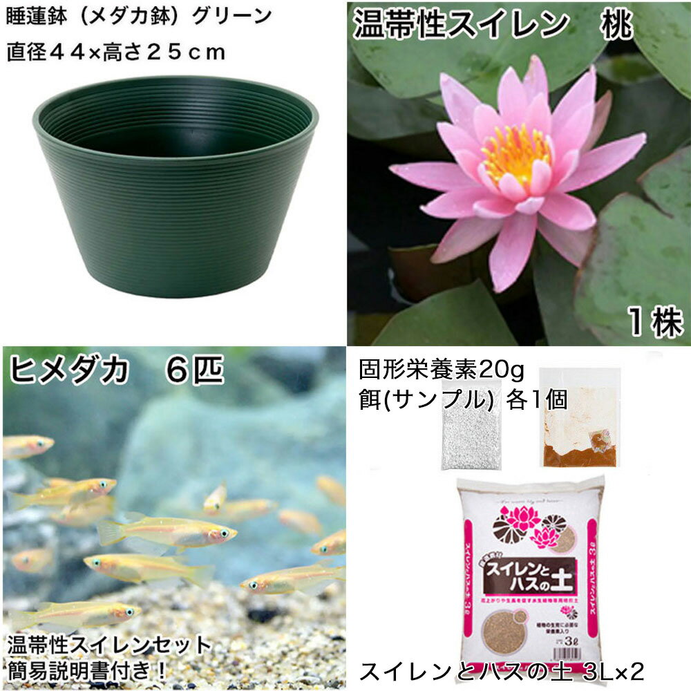 �ʥӥ��ȡ��סˡʤ�����˽鿴�Ը�������ϡȭ�ǰ�Ƥ롡��������饻�åȡʥ��꡼��˲���������������ܤҤ����6ɤ���������ա��ܽ��͹���ꡡ���饻�å�