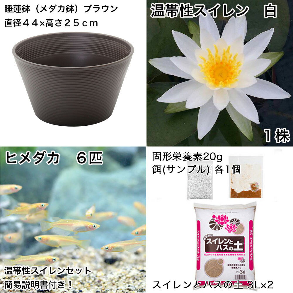 �ʥӥ��ȡ��סˡʤ�����˽鿴�Ը�������ϡȭ�ǰ�Ƥ롡��������饻�åȡʥ֥饦��˲��������������ܤҤ����6ɤ���������ա��ܽ��͹���ꡡ���饻�å�