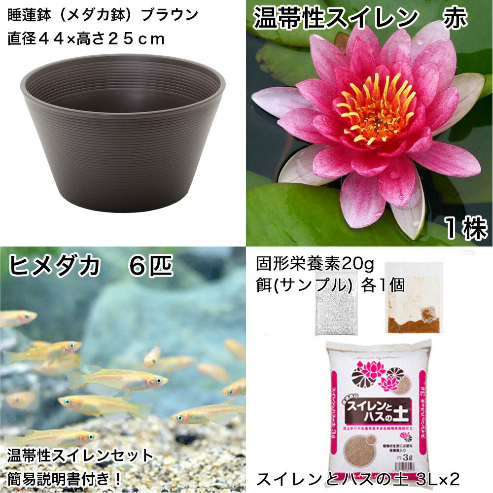 �ʥӥ��ȡ��סˡʤ�����˽鿴�Ը�������ϡȭ�ǰ�Ƥ롡��������饻�åȡʥ֥饦��˲�������������֡ܤҤ����6ɤ���������ա��ܽ��͹���ꡡ���饻�å�