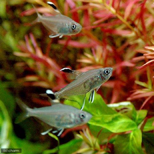 （熱帯魚）ハイフェソブリコン・コペランディ（ワイルド）（1匹）　北海道・九州航空便要保温