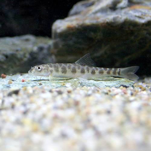 （熱帯魚）ポルカドット・ローチ（2匹）　北海道・九州航空便要保温