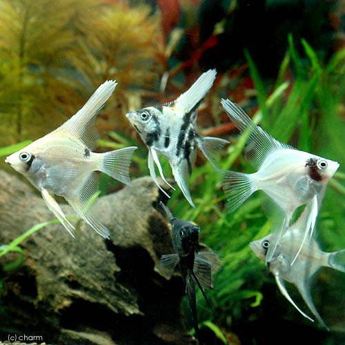 Angel Fish - （熱帯魚）ミックス・エンゼルフィッシュ　Sサイズ（国産ブリード）（3匹）　北海道・九州航空便要保温