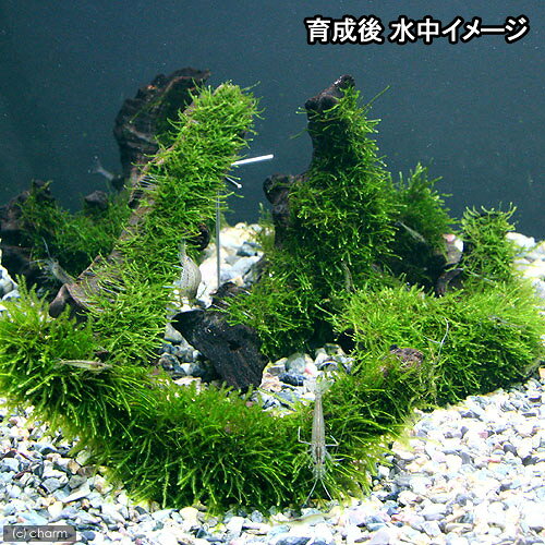 （水草）巻きたて　ウィローモス　流木　Sサイズ（約15cm）（水中葉）（無農薬）（...