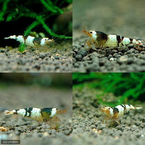 �ʥ��ӡ˥֥�å��ӡ�������ס�����������1ɤ�ˡ��̳�ƻ���彣�Ҷ������ݲ�