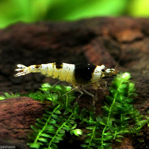 （エビ）ブラックビーシュリンプ　日の丸（1匹）　北海道・九州航空便要保温