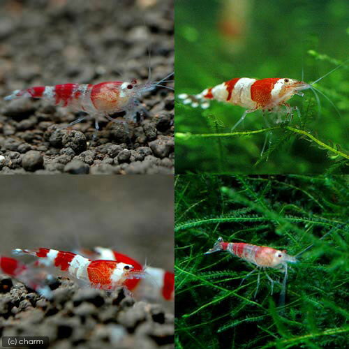 �ʥ��ӡ�̵���̡���åɥӡ�������ס�200ɤ�ˡ��̳�ƻ���彣�Ҷ������ݲ�