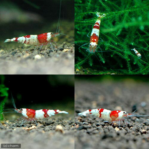 �ʥ��ӡ˥�åɥӡ�������ס�����������1ɤ�ˡ��̳�ƻ���彣�Ҷ������ݲ�