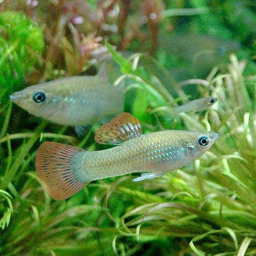 （熱帯魚）ポエキリア・サルバトリス（1ペア） 北海道・九州航空便要保温