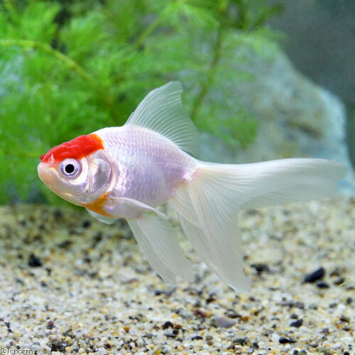 （国産金魚）丹頂（1匹）