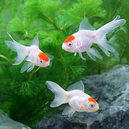 （国産金魚）丹頂（1匹）