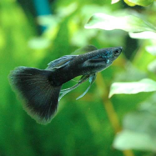 （熱帯魚）フルブラックリボン・グッピー（国産グッピー）（1トリオ）　北海道・九州航空便要保温