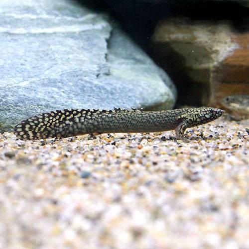 楽天市場】ポリプテルス プラチナ(観賞魚|熱帯魚 楽天市場】ポリプテルス プラチナ(観賞魚|熱帯魚