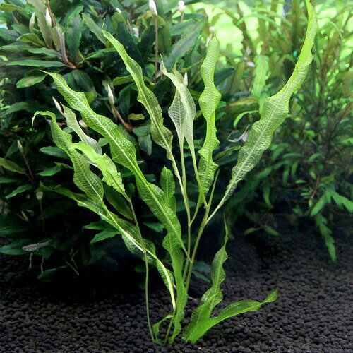 （水草）インバモ（水中葉）（無農薬）（1本）