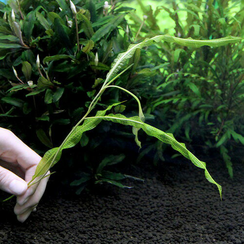 �ʿ���˥���Х�ʿ����աˡ�̵�����ˡ�1�ܡ�