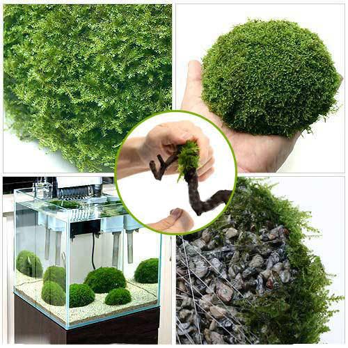 （水草）巻きたて　モ