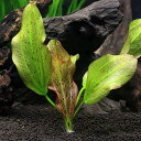 (水草)エキノドルス パウルクロッカー(水中葉)(無農薬)(1株)