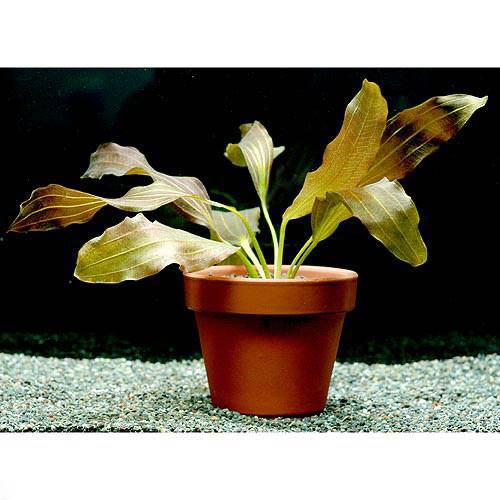 （水草）エキノドルス　ジャングルスター　NO．15　シンプリーレッド　デナリー便（水中葉）（無農薬）..