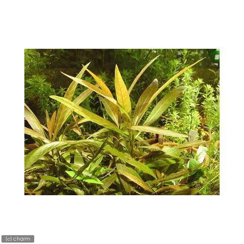（水草）ハイグロフィラ　サリチフォリアレッド（水上葉）（無農薬）（3本）