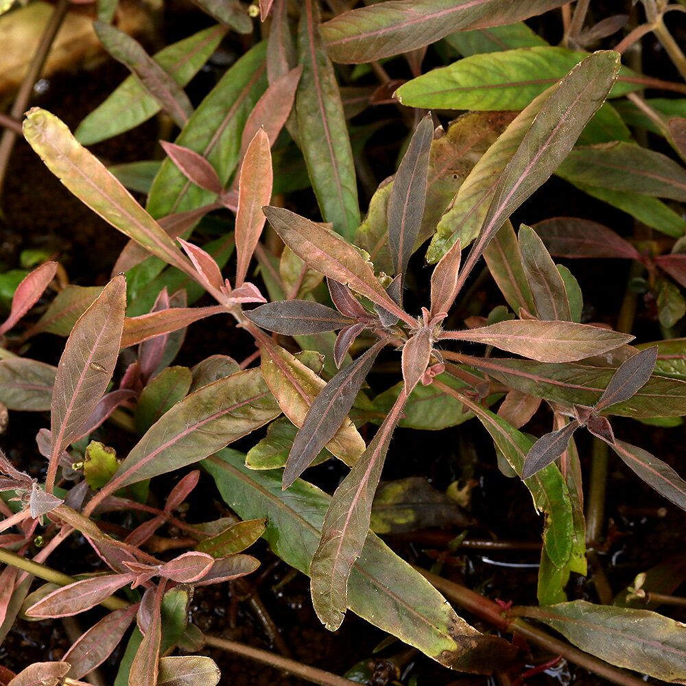 �ʿ���˥ϥ������ե��顡������ե��ꥢ��åɡʿ���աˡ�̵�����ˡ�3�ܡ�