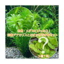 (水草)メダカ・金魚藻 国産 無農薬アナカリス(5本)+おまかせ浮き草3種(無農薬)(1株)